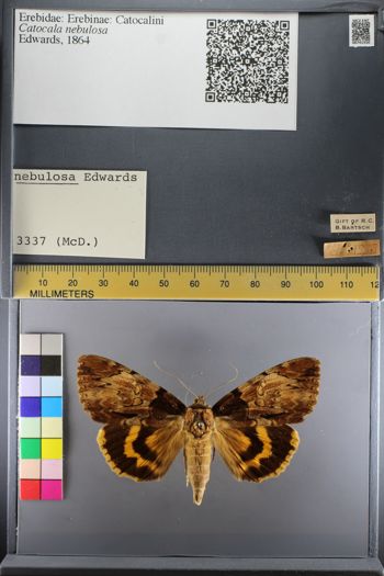 Media type: image;   Entomology 741550